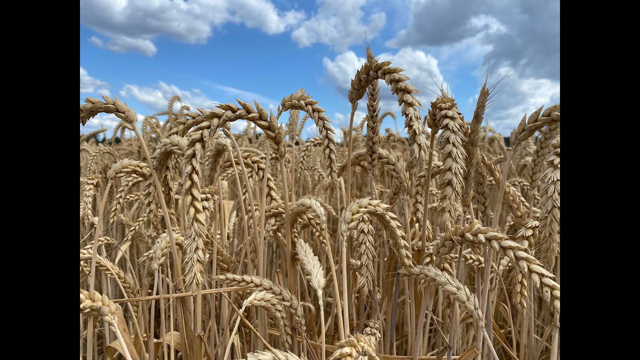 Campanha de trigo em Tramagal, Abrantes