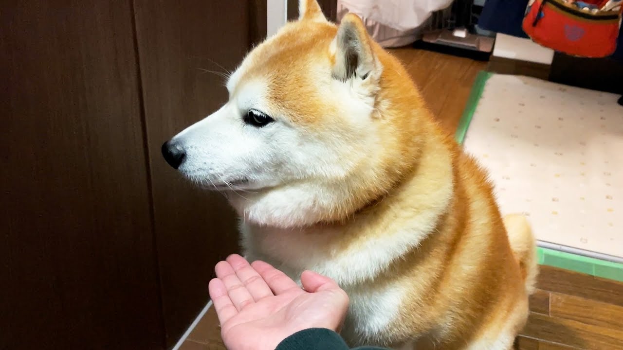 Shibe was in a good mood to be reunited with his family, but suddenly he asked for a handshake.