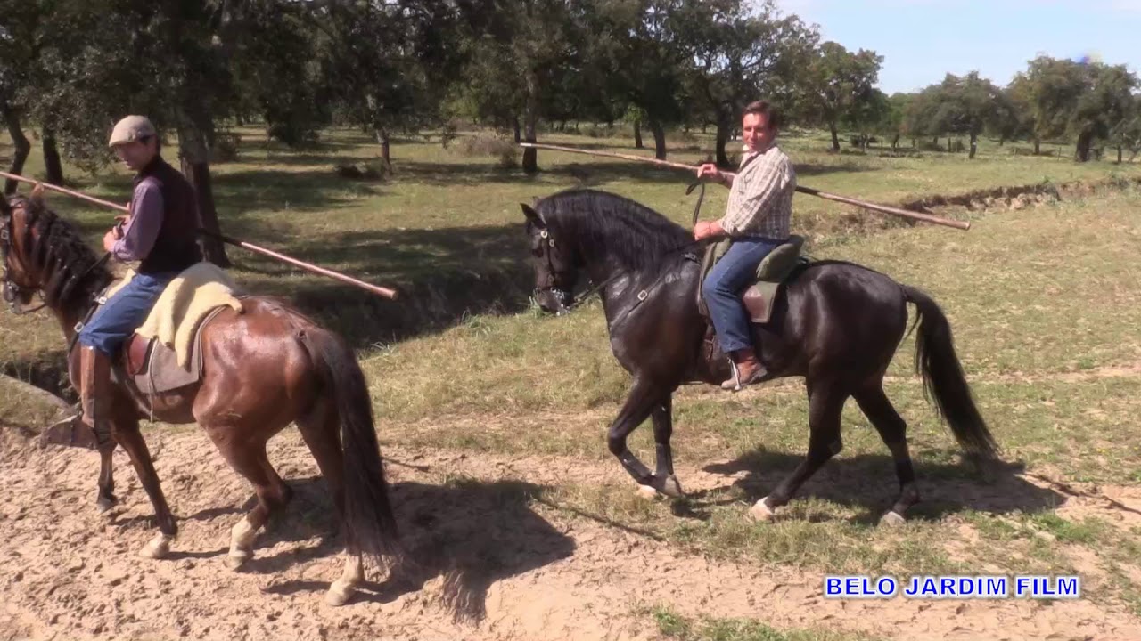 RECOLHA DO GADO PARA SANEAMENTO GANADARIA ALVES INÁCIO COMPLETO 2019