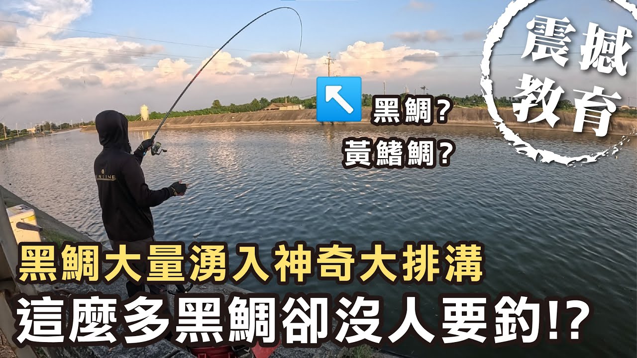 黑鯛大量湧入神奇大排溝 這麼多黑鯛卻沒人要釣!? 線控的好 黑鯛沒煩惱︱東石︱磯釣︱黑鯛︱黃鰭鯛︱路邊磯釣 ︱Fishing︱