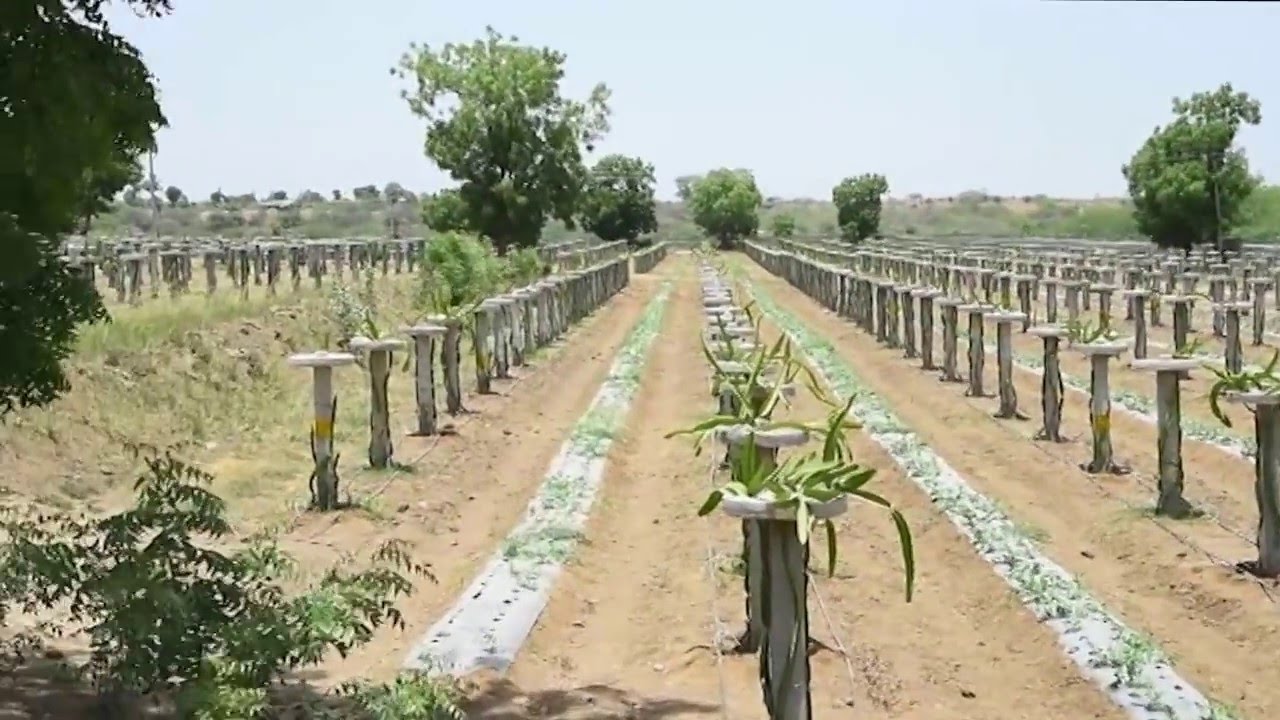 Auroch Dragon Fruit Project at Kharua Village, Abdasa Taluka, Kutch Gujarat