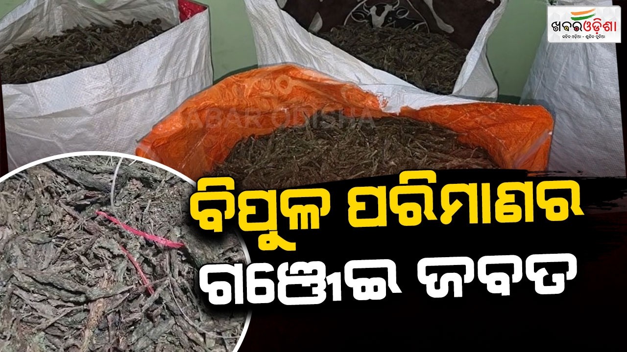 Huge Amount Of Illegal Ganja Seized In Sambalpur | Khabar Odisha