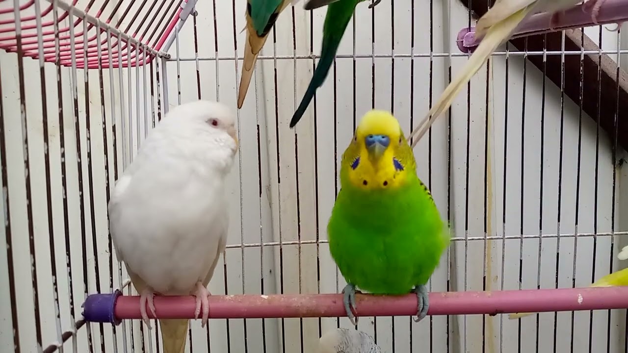 Australian beautiful bird's sounds 