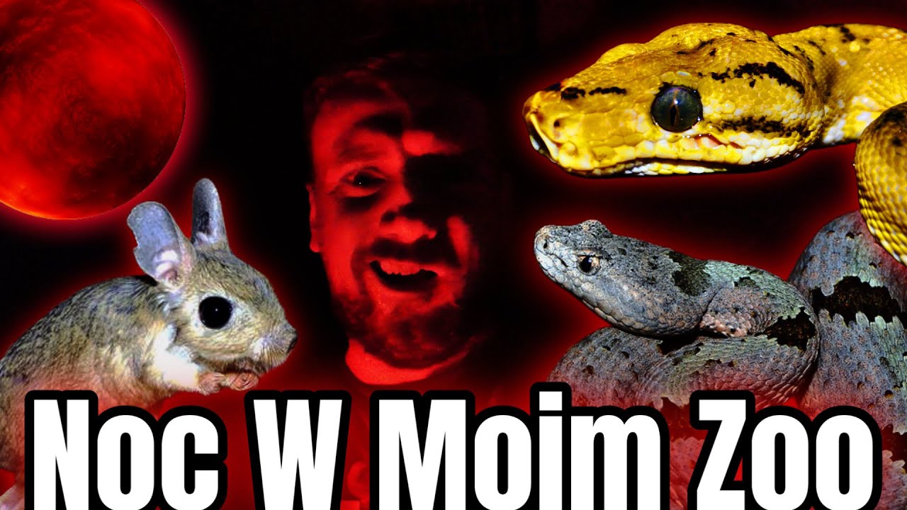 🛑PO ZMROKU Z MOIMI NOCNYMI ZWIERZĘTAMI ‼️