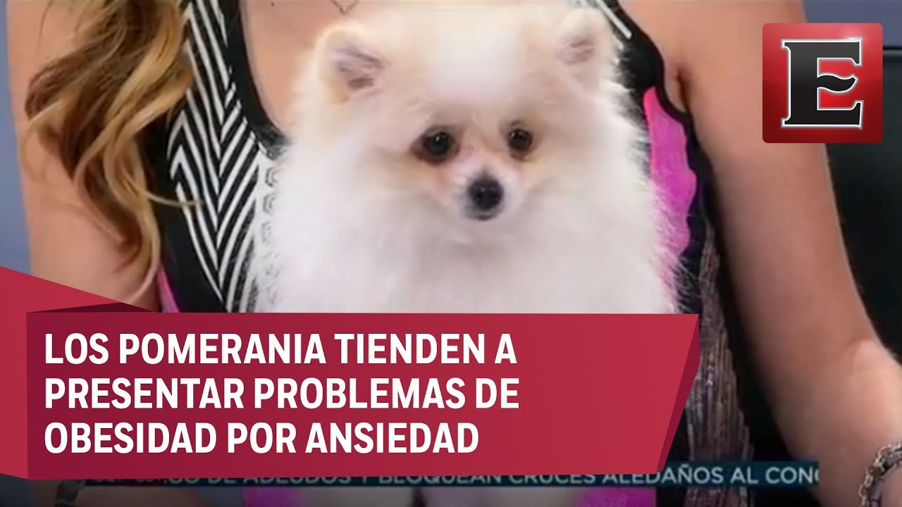 AnimalEs: Cuidados de alimentación para el Pomerania Europeo