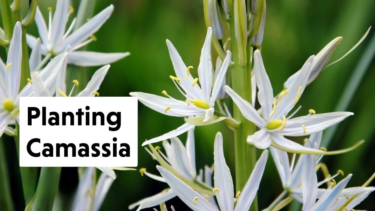 Camassia: The Underrated Star of the Bulb World! || Flock Finger Lakes