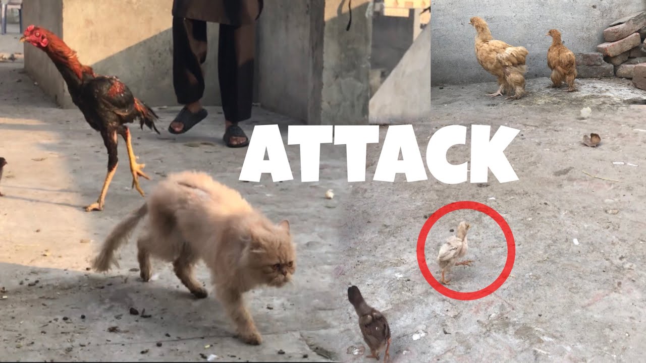 New cat na attack kr dia 🐈😱