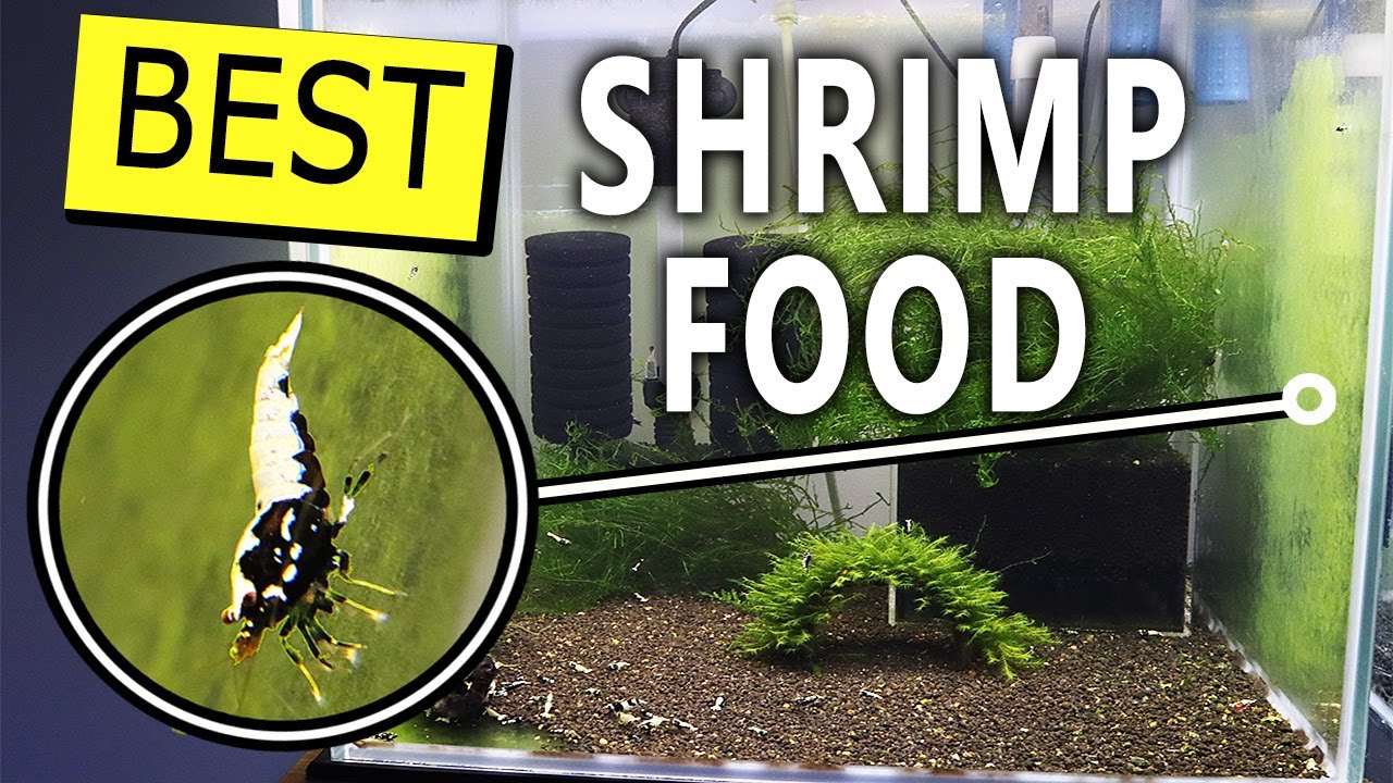 How to grow ALGAE a natural FOOD for aquarium SHRIMP