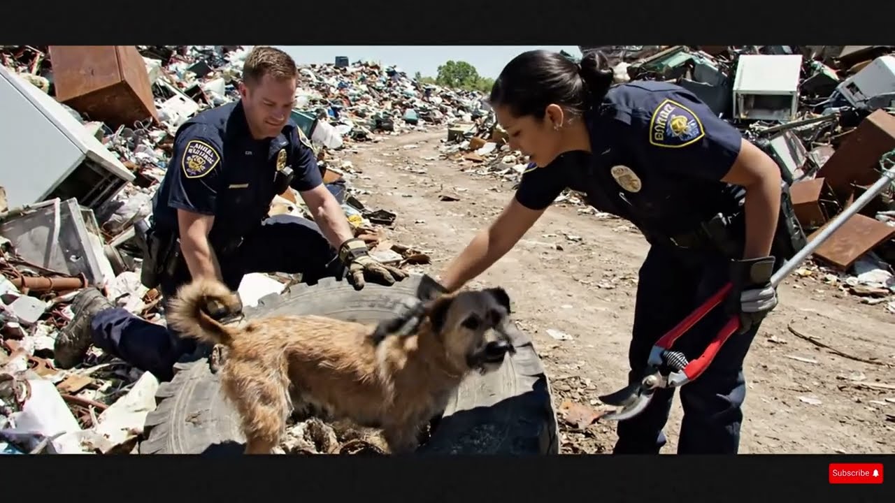 rescue animal: Brave Dalmatian Mom & Puppy Rescued From Tire in Junkyard