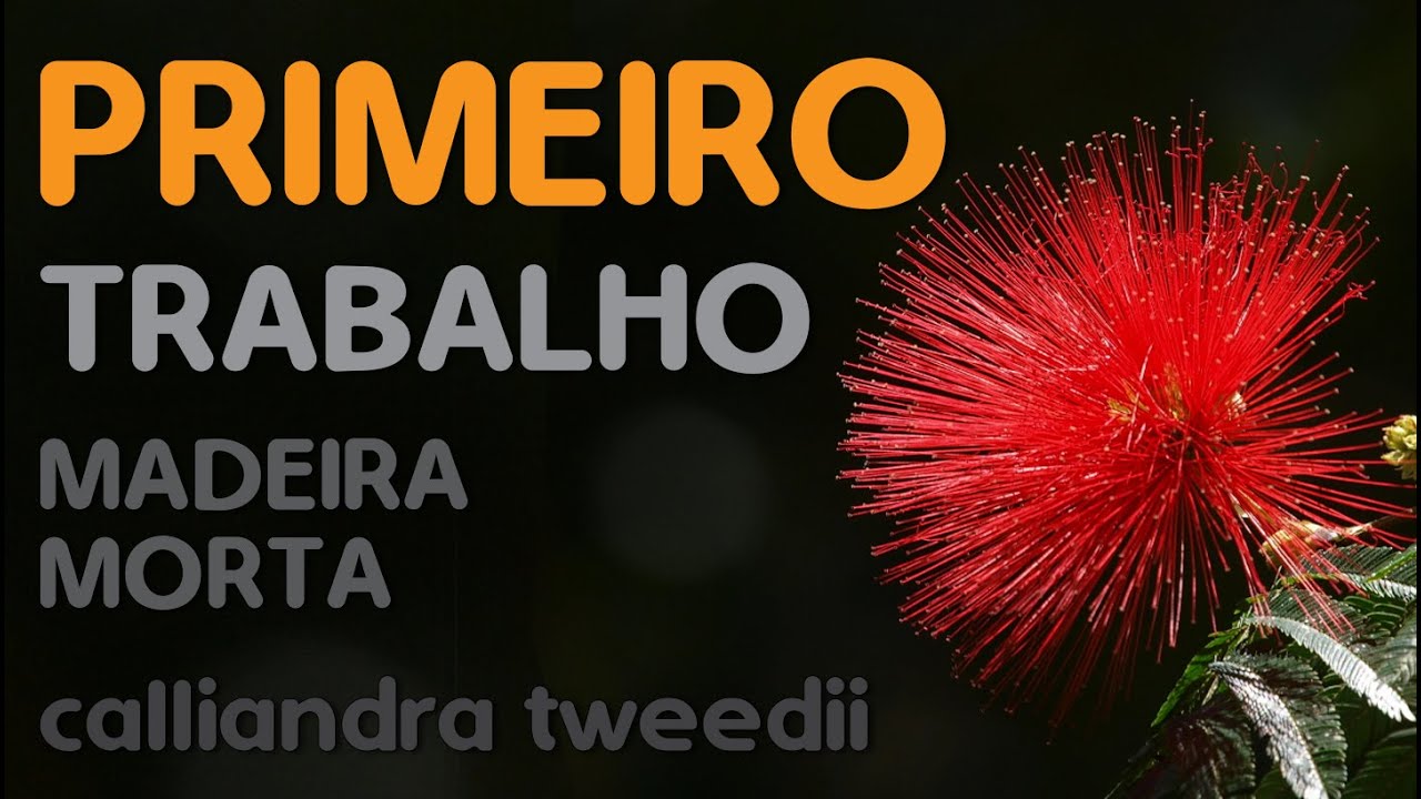 1° TRABALHO DE MADEIRA MORTA EM BONSAI DE CALLIANDRA