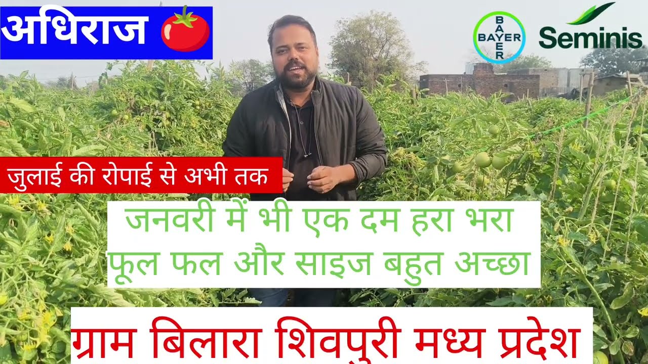 जुलाई से लेकर जनवरी तक अधिराज टमाटर  शिवपुरी मध्य प्रदेश मार्केट 