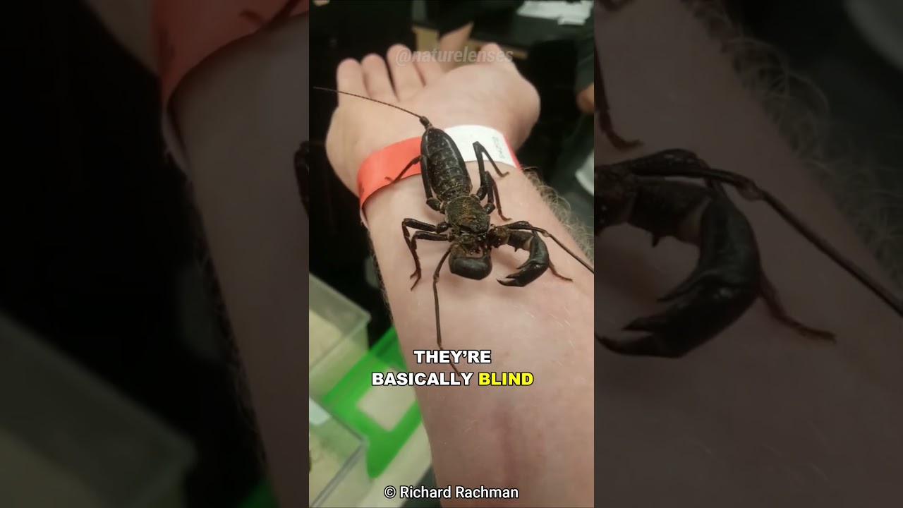 Vinegaroon | The Acid Spraying Arachnid