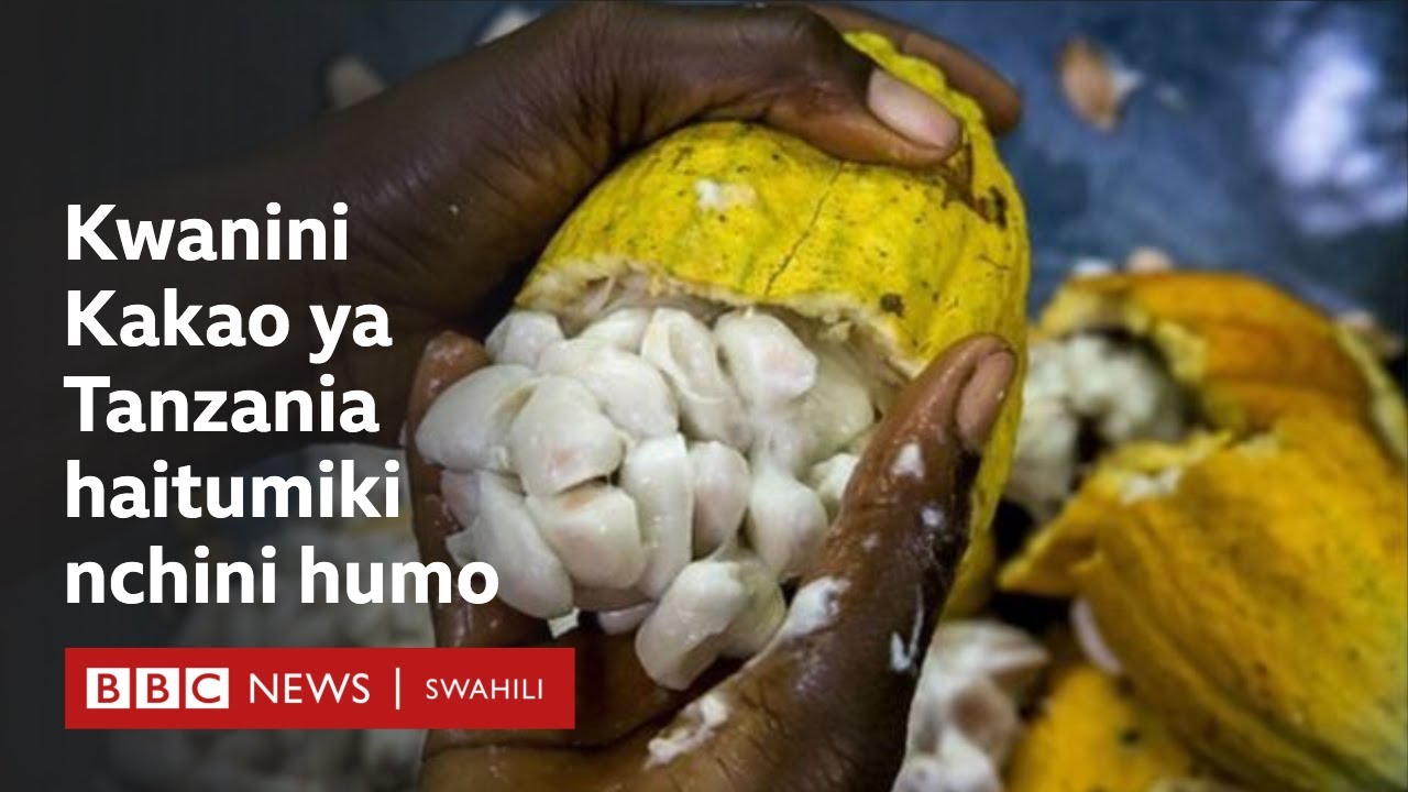 Kwanini kilimo cha Cocoa Mbeya hulimwa nyumbani?