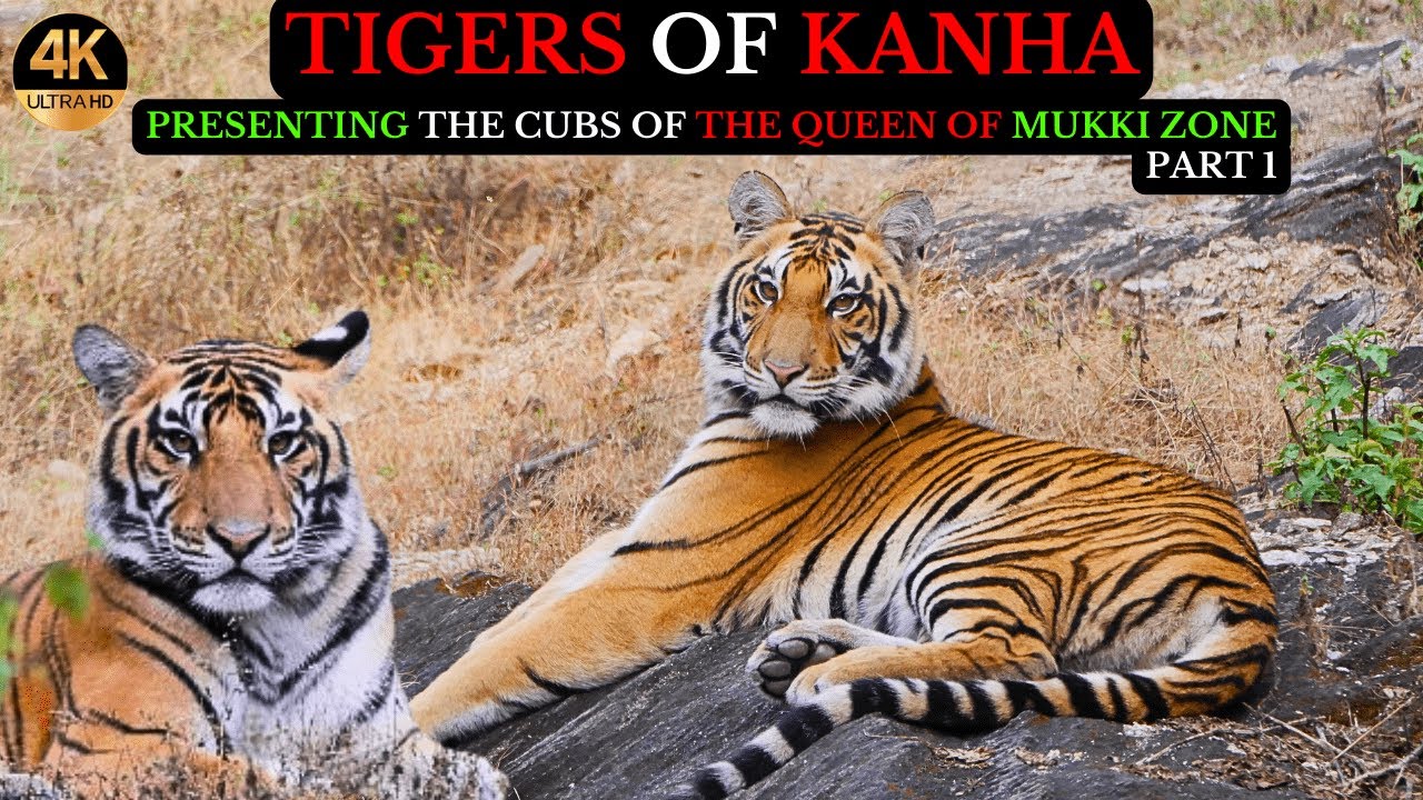 Tiger Sighting | Mukki Zone | Kanha National Park Vlog | Jungle Safari 4K (EP-01) #tiger