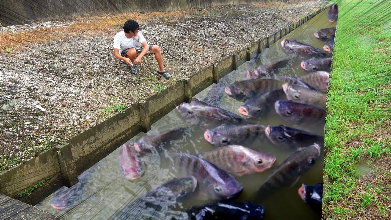 無限に釣れる！！！巨大熱帯魚で埋め尽くされた水路がすごすぎた！！！！！