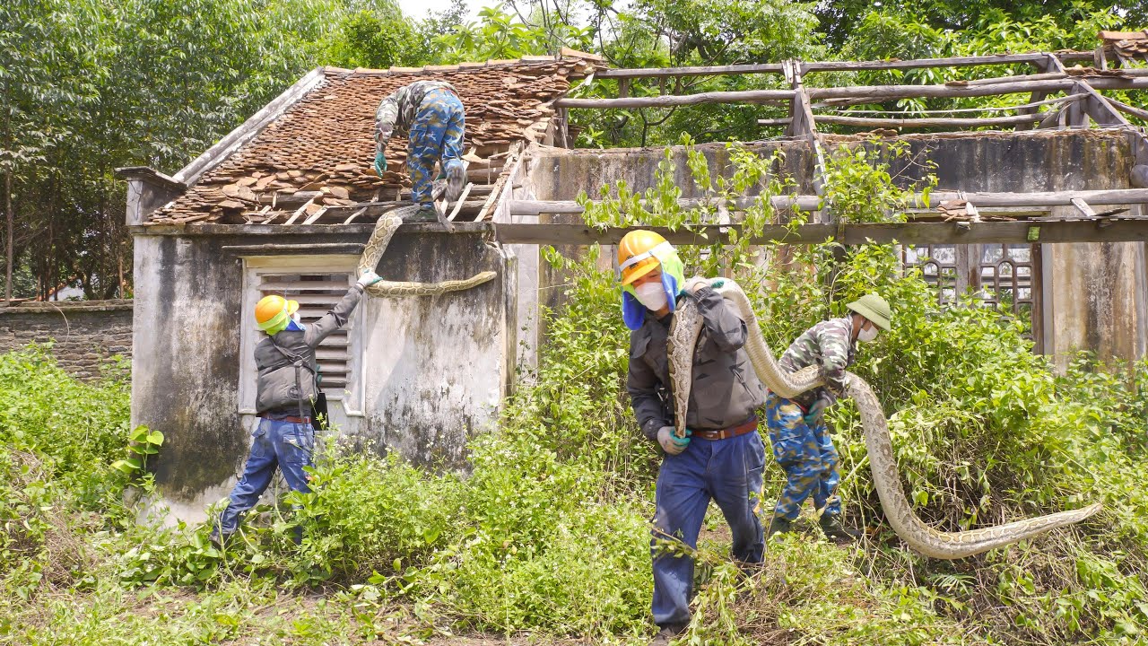 Terrible - Scared | A Giant Python Protected Abandoned House - Take it Out Of The Roof | Clean Up