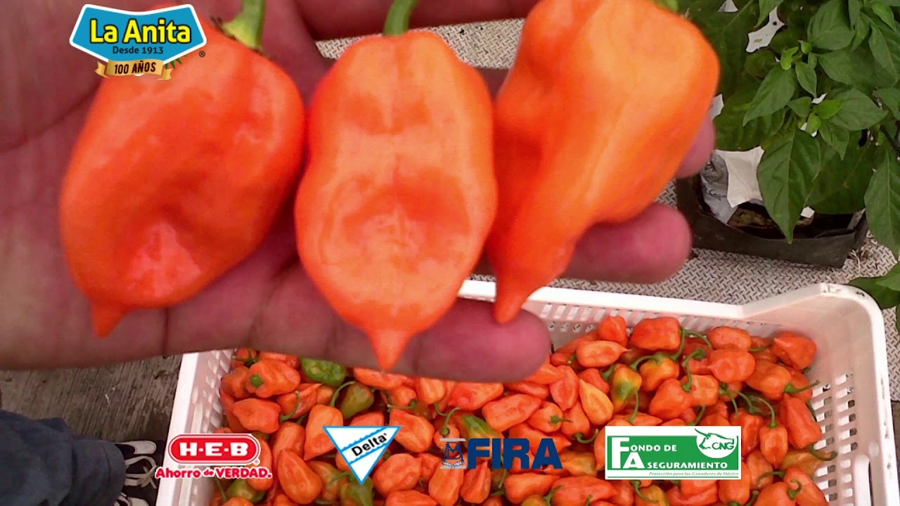 Así se trabaja en Yucatán: La Anita Habanero