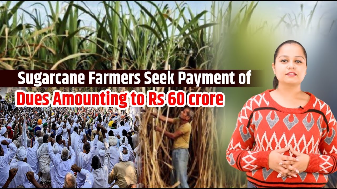 Sugarcane Farmers to begin strike due to payment delays #shorts