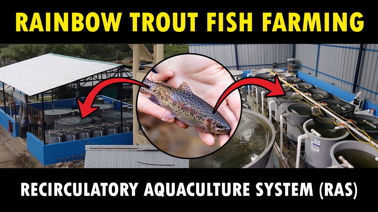 Recirculatory Aquaculture System (RAS) | Rainbow Trout Fish farming