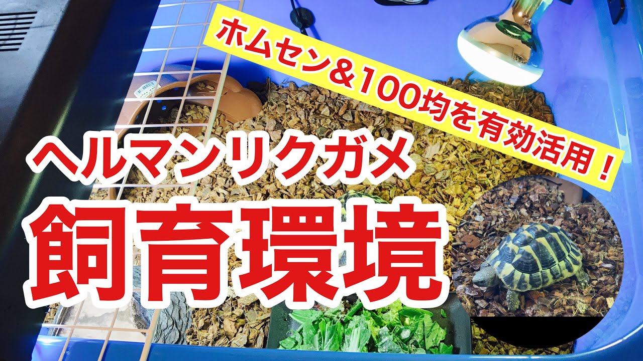 コスパ抜群！メンテ楽々！ヘルマンリクガメの飼育環境！