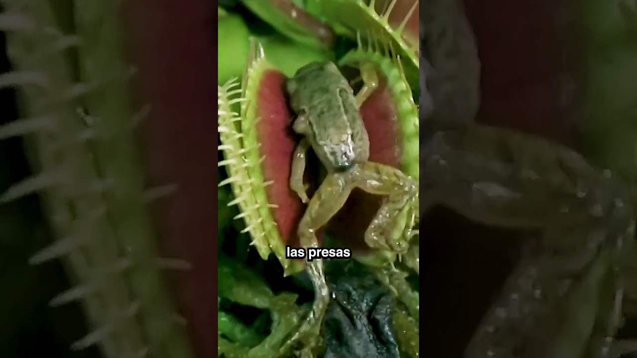 3 plantas carn&iacute;voras que comen animales