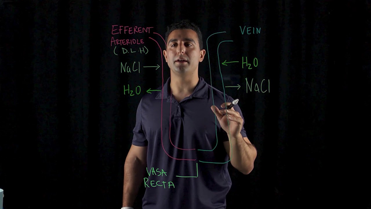 Countercurrent Exchange in Kidneys