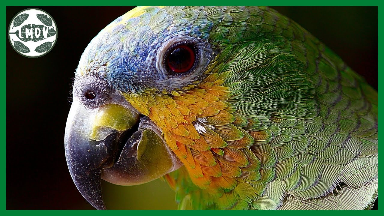 M&uacute;sica Relajante para Quitar el estr&eacute;s con Loros