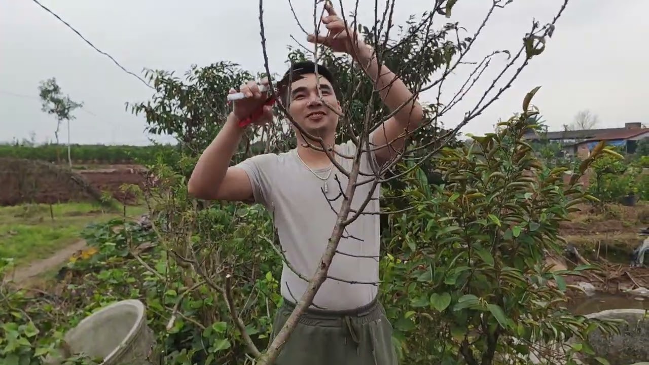 Cách trồng cây đào lại sau tết,trồng và chăm sóc cây đào sâu tết 