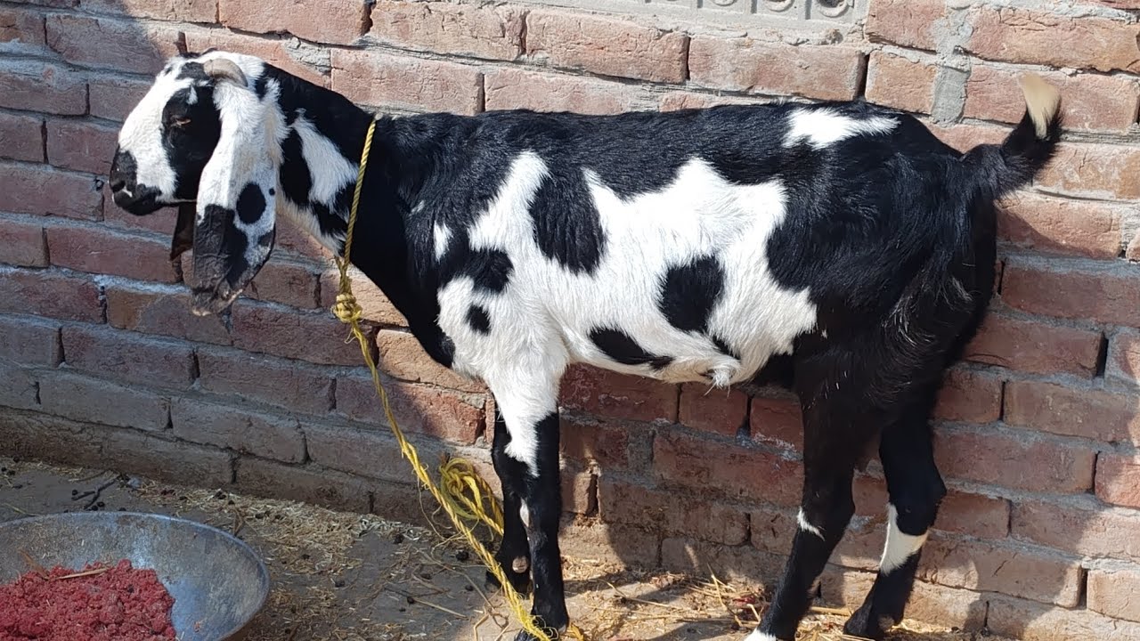 Daily Work of My Small Goat Farming setup [Chaudhary Pets vlog]
