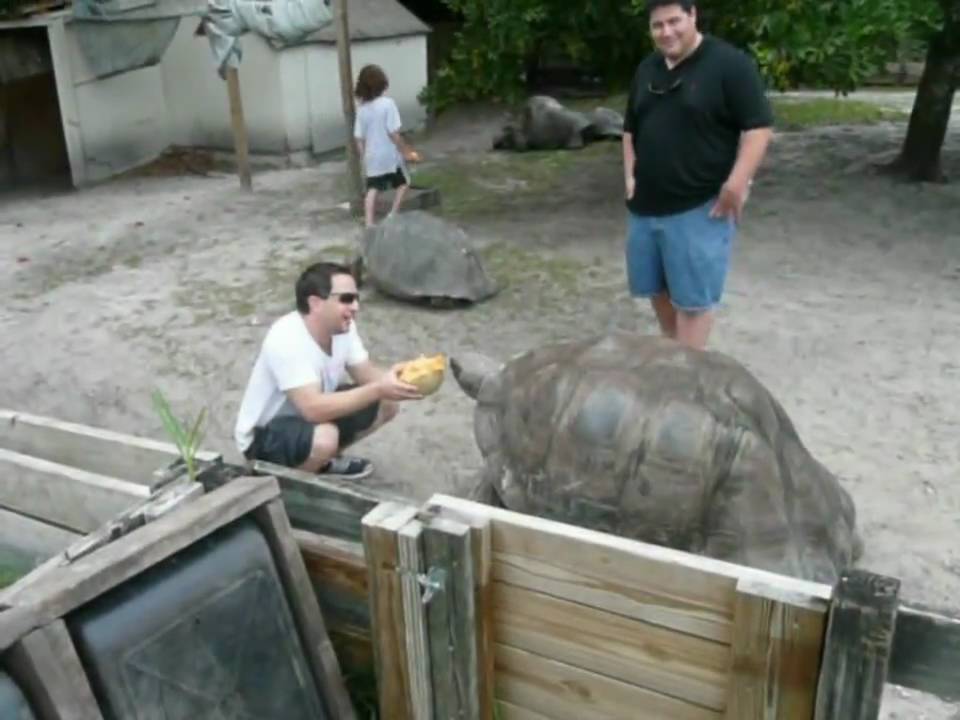 Matt's Visit Tortoise and Iguanas at FloridaIguana.com