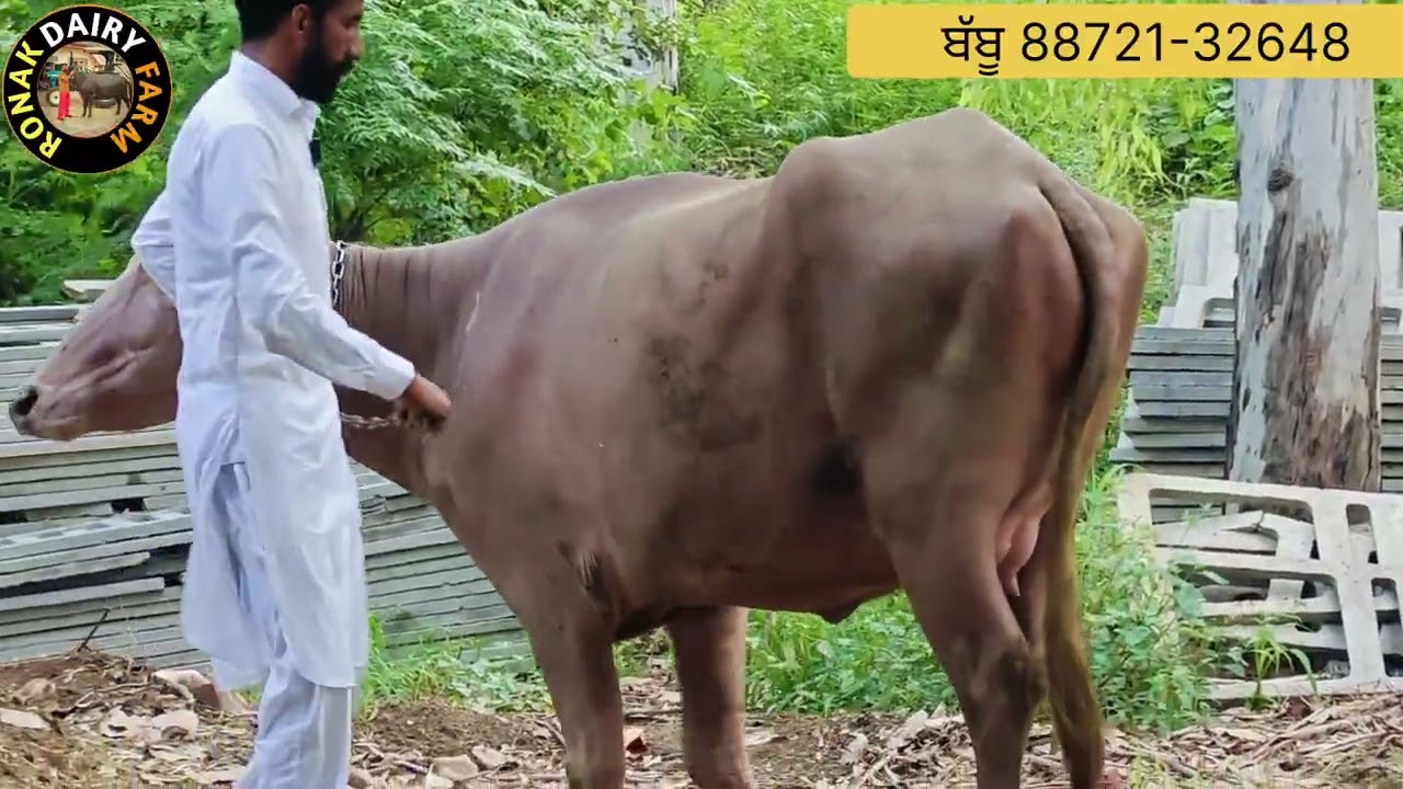 ਇੱਕ ਬੂਰੀ ਝੋਟੀ ਵਿਕਾਊ।