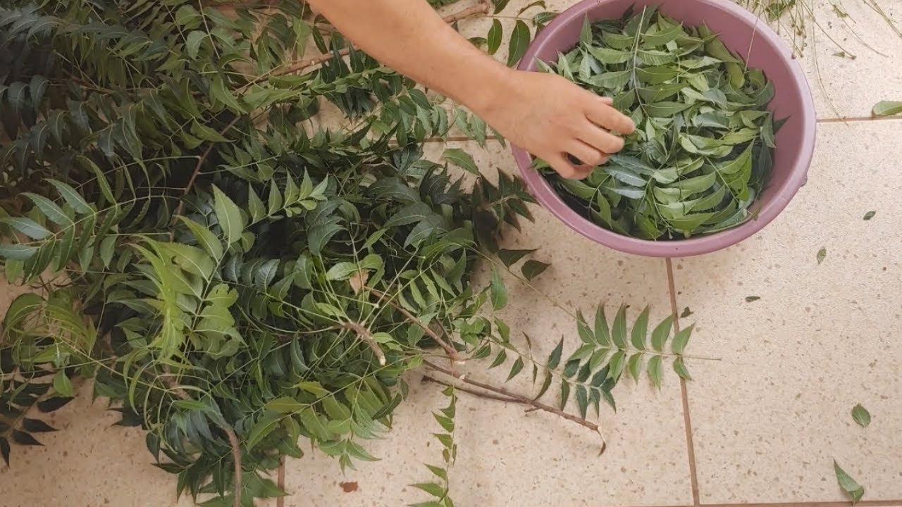 Essa PLANTA mata piolhos, ácaros... na criação de GALINHA