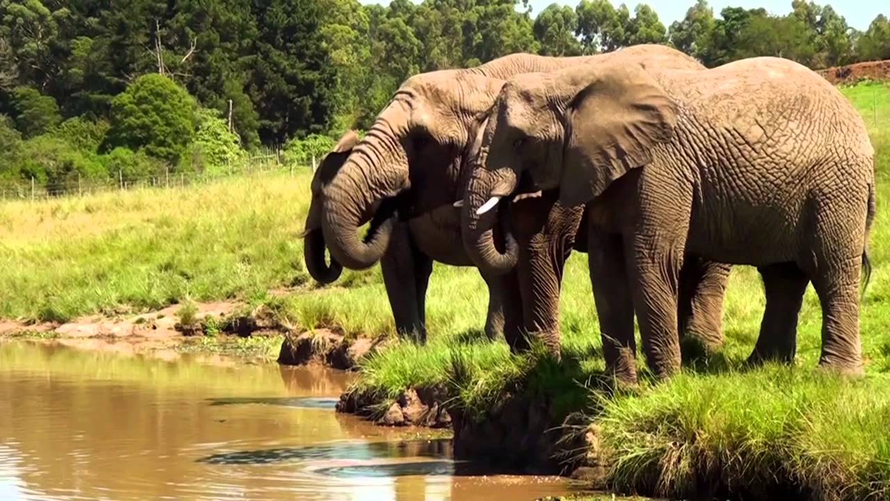 Sally - The Gentle Giant - By Jessica Murray