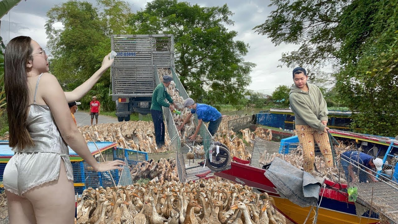 Millions of ducks migrate by boat and truck: Vietnam's smartest duck farming model.