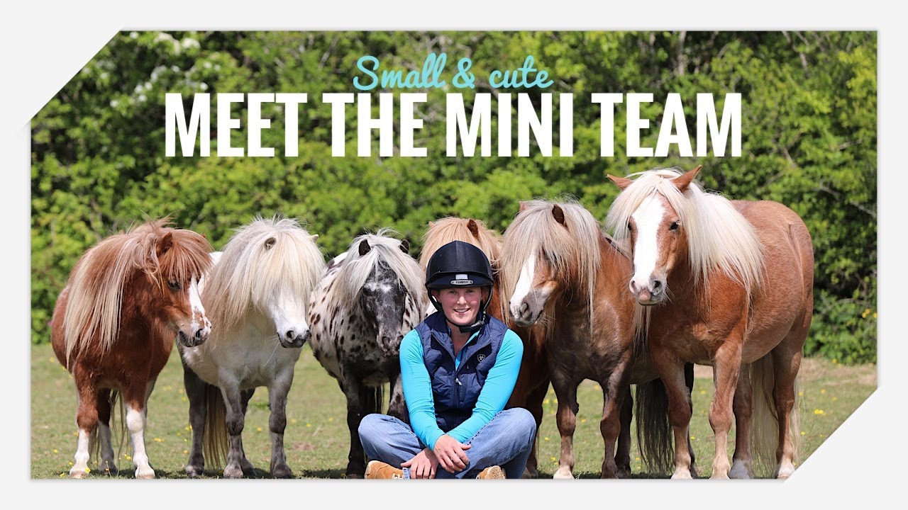 Meet my Mini Pony Team!