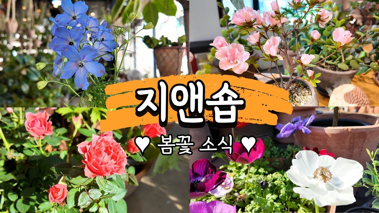 봄에는 역시 지앤숍 가서 꽃구경 해야죠!!