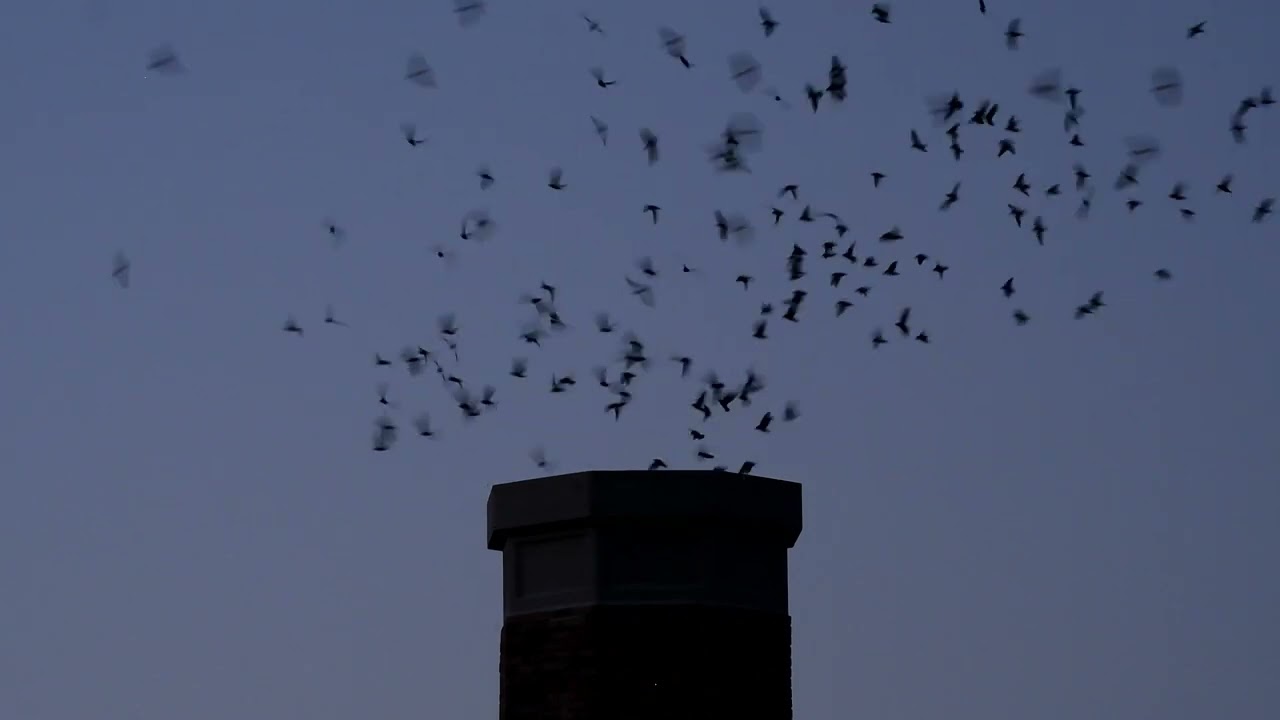 Vaux's Swifts at Chapman Elementary School