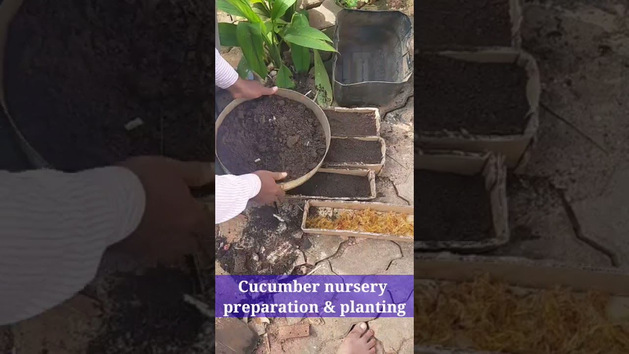 Cucumber Nursery Preparation and Planting.