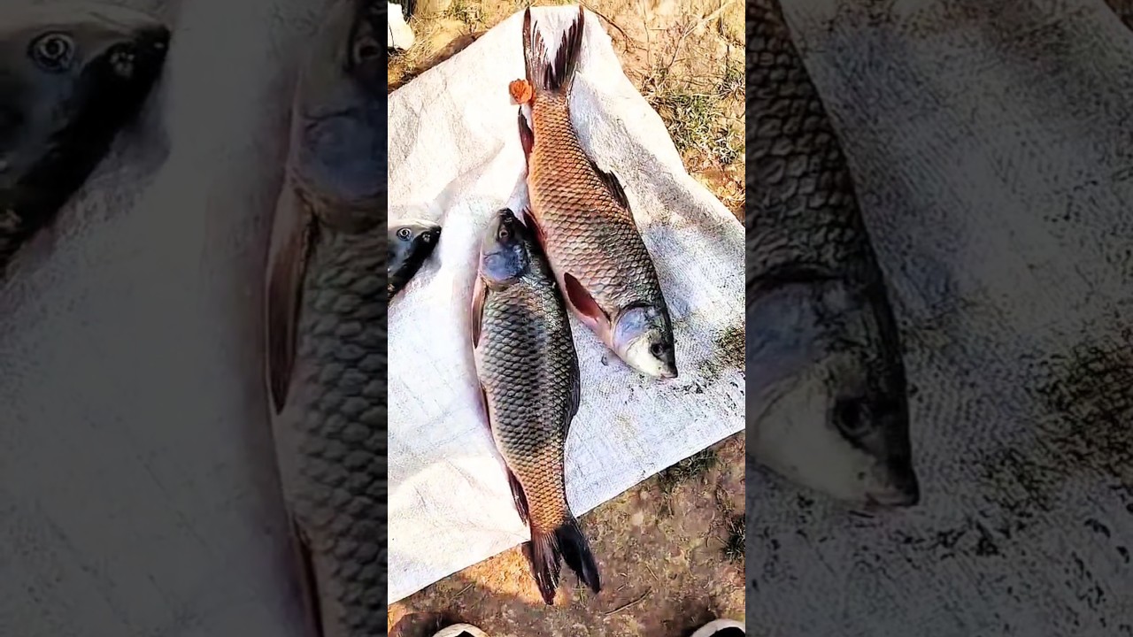 indian boat fishing videos 