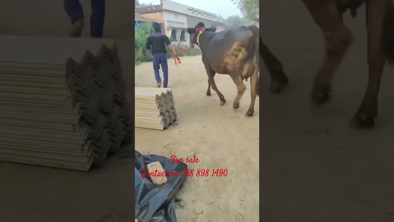 Top Quality Hf, jersey, cross breed, sahiwal, Gir cow available for sale 