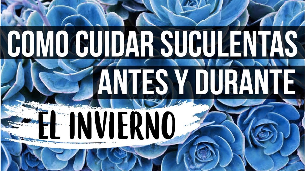 CÓMO CUIDAR SUCULENTAS O CACTUS EN INVIERNO