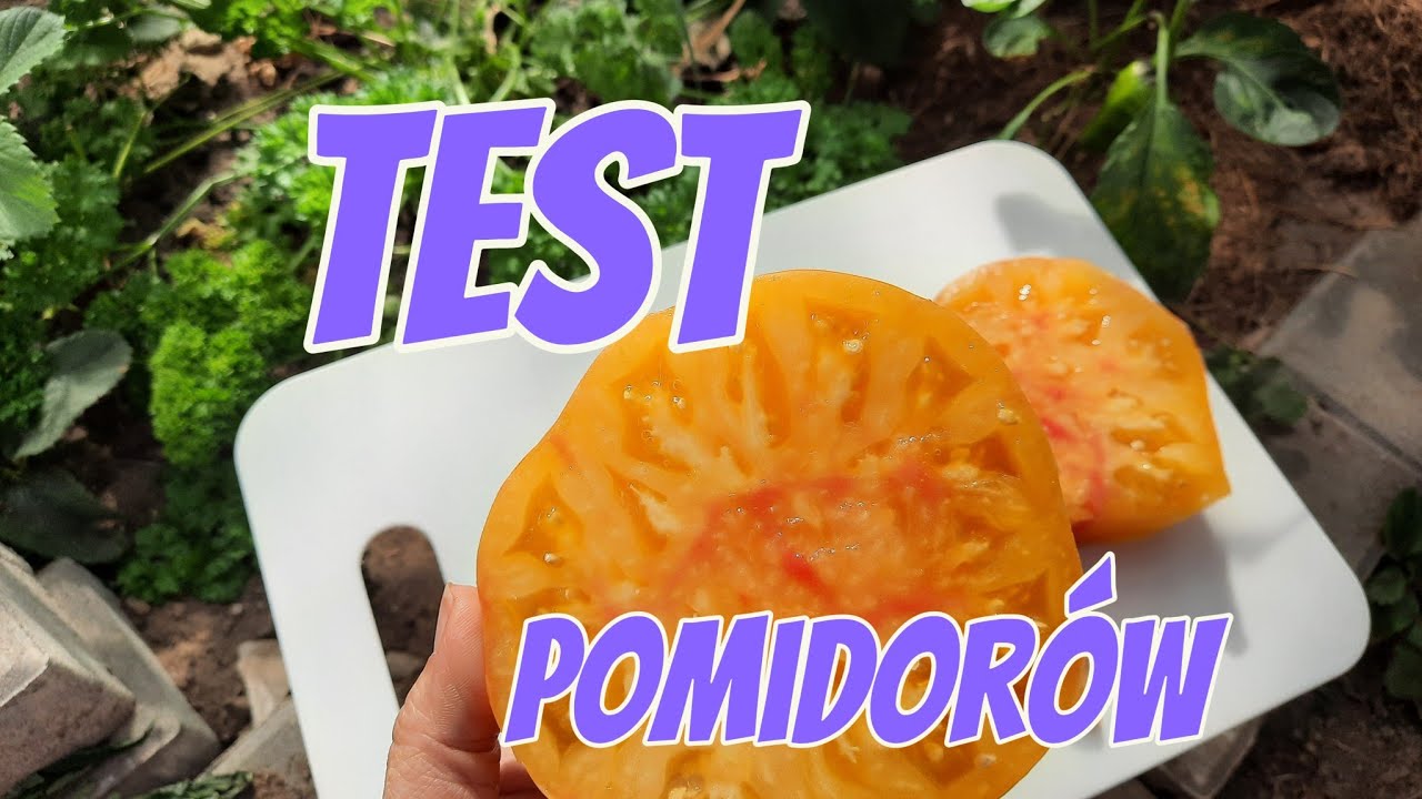 TEST SMAKÓW POMIDORÓW 🍅 KTÓRE OCALAŁY   W SZKLARNI . JAKIE ODMIANY NAJLEPIEJ WYPADŁY 🌱.