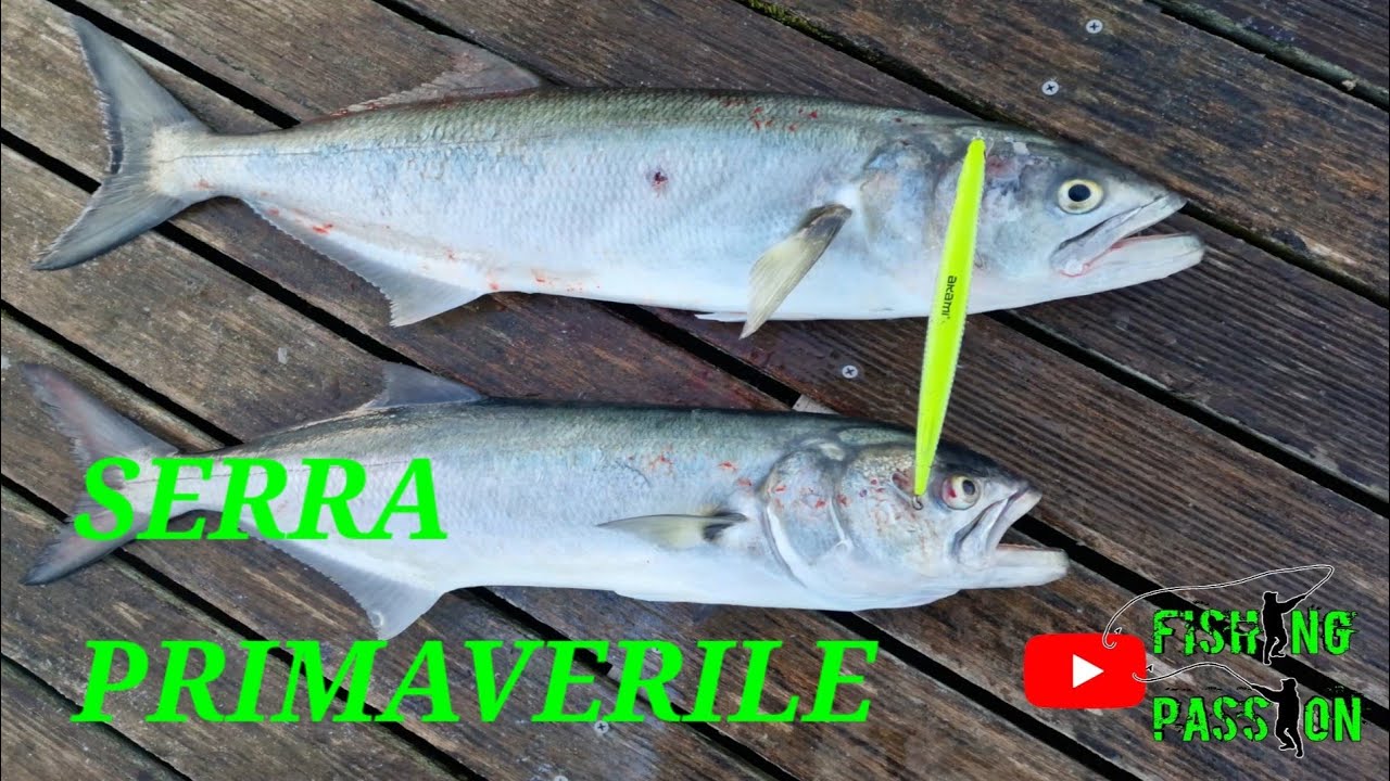 SPINNING AL SERRA PRIMAVERILE  Akami wild 190 e Seaspin eja 130