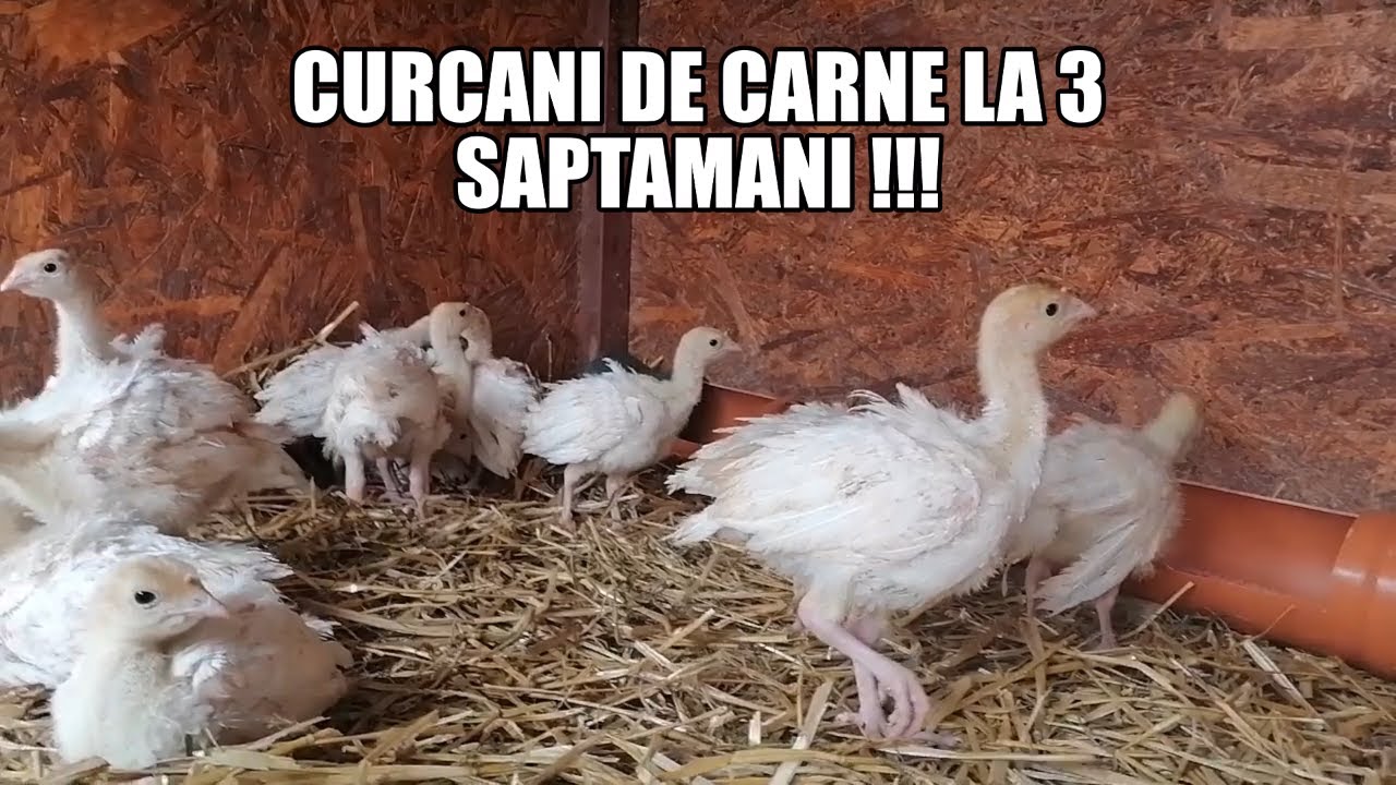 PUI DE CURCA DE CARNE LA 3 SAPTAMANI !!!#turkey