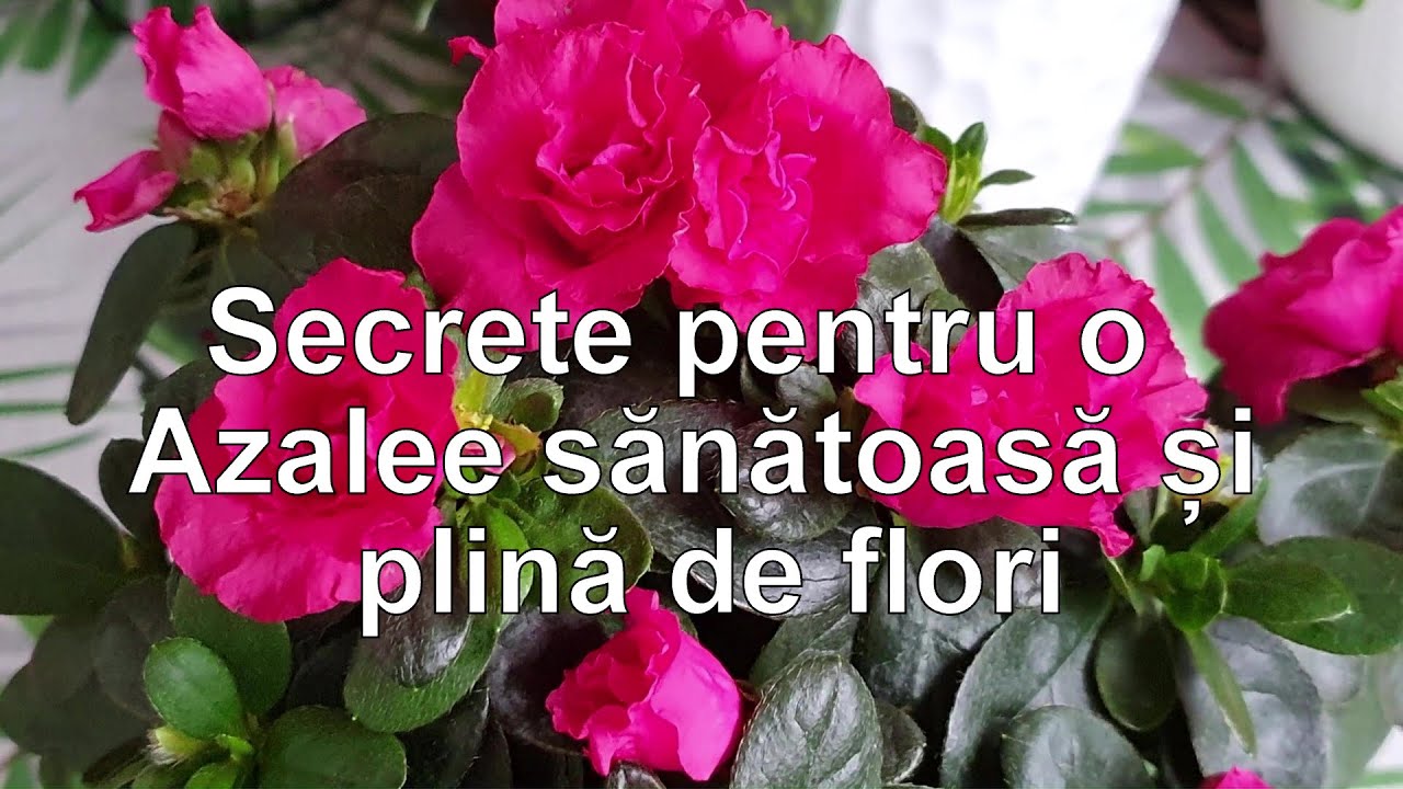 Secrete pentru o Azalee sanatoasa si plina de flori