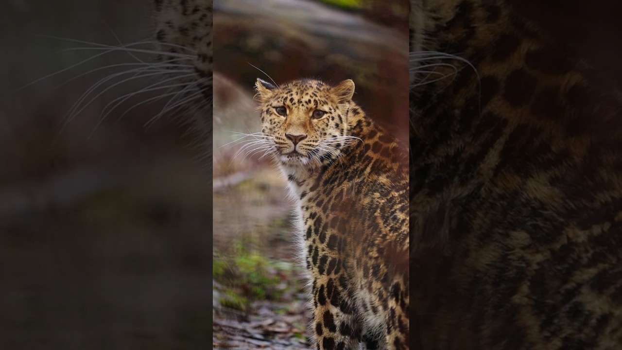 Feel your breath carry your life 🐯 #bold #animals #vulnerability #wildlife