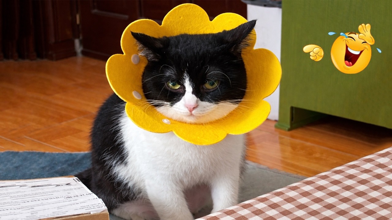 You Laugh You Lose 😂😹 | Ultimate Funny Cat Compilation