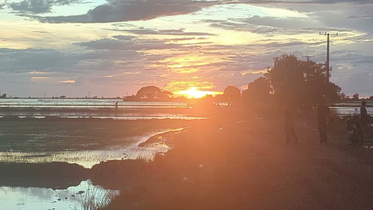 Beautiful Sunset in the Rice Fields with Calm Music