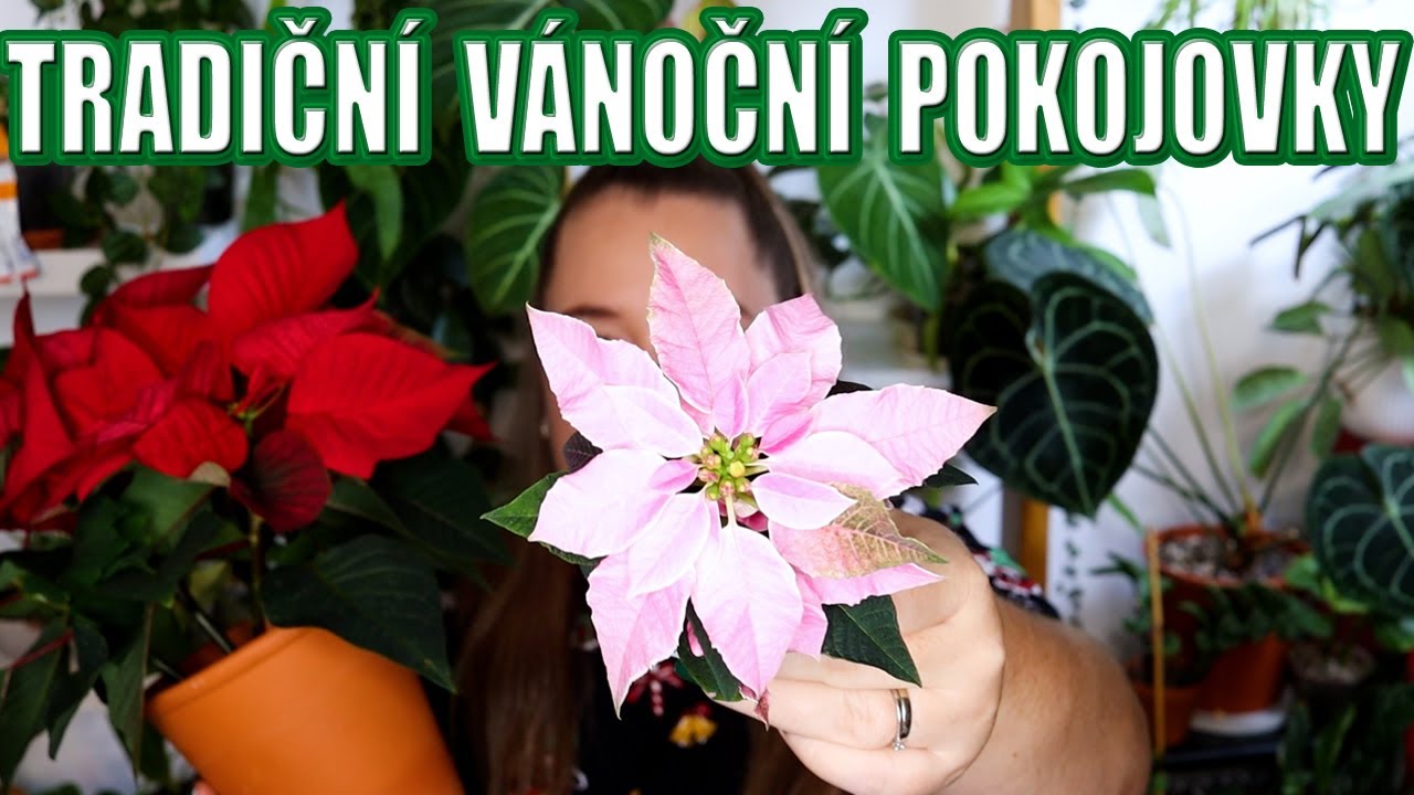 PLANTMAS 2022 -   Tradiční Vánoční pokojovky - Pokojovkové vlogmas