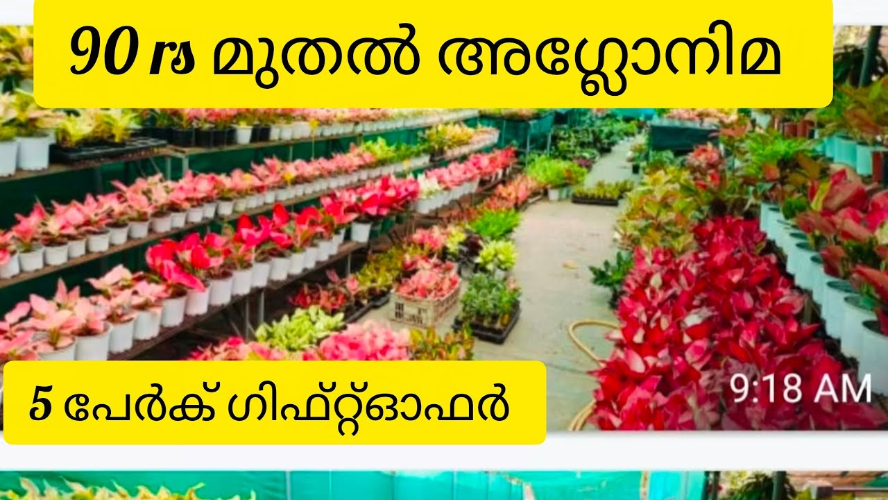 Aglonima plants starting 90 rs contact what's app number 9947117792 # aglonima 